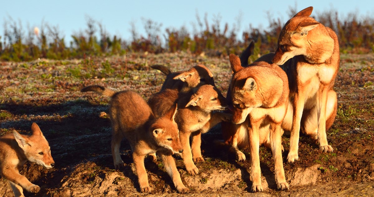 Ethiopian wolf family by Thierry Grobet